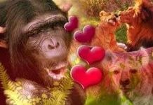 Trò chơi tình dục trong thế giới động vật