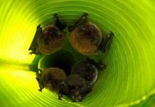 Dơi cũng biết dùng thiết bị trợ thính Dơi cũng biết dùng thiết bị trợ thính