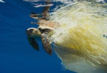 Báo động rác thải nhựa “tận diệt” rùa biển Báo động rác thải nhựa "tận diệt" rùa biển