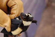 Phát hiện “dơi gấu trúc” ở Nam Sudan Phát hiện "dơi gấu trúc" ở Nam Sudan