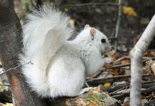 Phát hiện sóc trắng cực hiếm tại công viên lá vàng