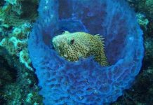 Vật liệu chống thấm phù hợp với Việt Nam Tìm hiểu loài động vật không não biết "hắt hơi" như người