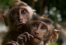 Khỉ hoang nổi loạn, tấn công người