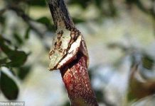 Rắn lục tham lam cố nuốt rắn ráo nhưng không thành