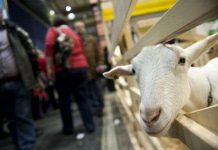 Nuôi thành công dê biến đổi gene điều trị ung thư