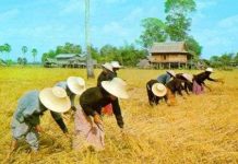 Đông Nam Á chịu ảnh hưởng nặng của hiệu ứng nhà kính Đông Nam Á chịu ảnh hưởng nặng của hiệu ứng nhà kính