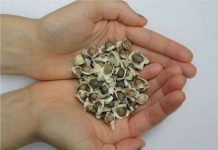 Lọc sạch nước bằng hạt cây chùm ngây