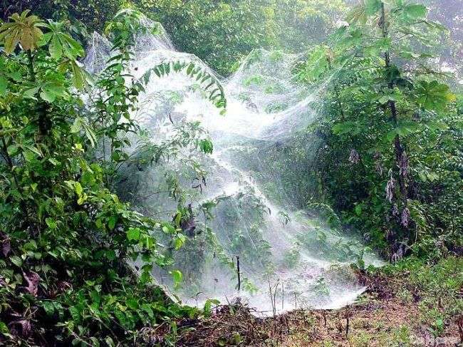 Có một loài nhện khiến muôn loài phải ngưỡng mộ trong rừng Amazon