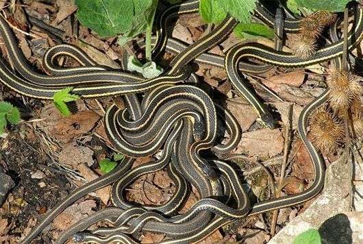 Những hố rắn ở vùng nông thôn Canada