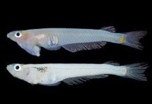 Những loài cá kỳ dị ở Việt Nam Những loài cá kỳ dị ở Việt Nam