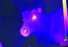 Chú tuần lộc mũi đỏ của ông già Noel là có thực?