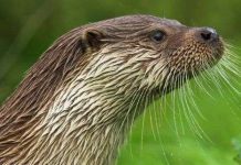 Vì sao “của quý” rái cá đực ngày càng nhỏ? Vì sao "của quý" rái cá đực ngày càng nhỏ?