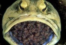 Những trường hợp cá đực ấp trứng trong miệng cực hiếm