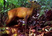 Phát hiện loài mang lớn quý hiếm ở Thanh Hóa Phát hiện loài mang lớn quý hiếm ở Thanh Hóa