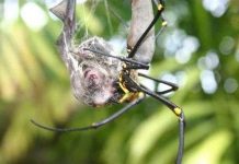 Cuộc chiến giữa nhện và dơi