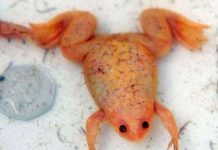 Ếch vàng bí ẩn tại Anh