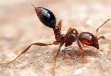 Bí mật giấc ngủ của kiến