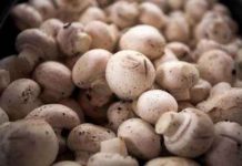 Nấm nút chứa nhiều chất chống oxy hóa hơn những loại nấm đắt tiền khác