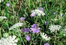 Nghiên cứu thảm thực vật khu bảo tồn thiên nhiên Nghiên cứu thảm thực vật khu bảo tồn thiên nhiên