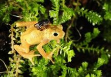 Cóc Kihansi được thả về tự nhiên