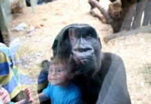 Vì sao con người chậm lớn hơn tinh tinh?