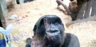 Vì sao con người chậm lớn hơn tinh tinh?