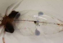 6 loài động vật sở hữu trái tim “kì quặc” nhất quả đất 6 loài động vật sở hữu trái tim "kì quặc" nhất quả đất