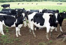 Đo khí metan thải ra từ bò