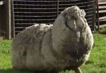 Con cừu có bộ lông dày nửa mét