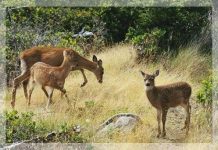 Hươu mule - Bà mẹ của năm
