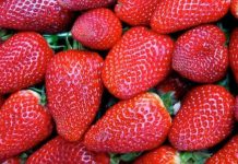 Công nghệ bọc lụa an toàn giúp trái cây tươi lâu hơn