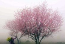 Giá rét vẫn bao trùm miền Bắc dù buổi trưa trời có nắng