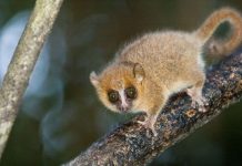 Vượn cáo tránh giao phối cận huyết bằng cách nào? Vượn cáo tránh giao phối cận huyết bằng cách nào?