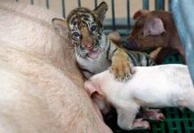 Những "cặp đôi" khác thường, kỳ quặc trong thế giới động vật