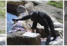 Tinh tinh "thông minh" như người