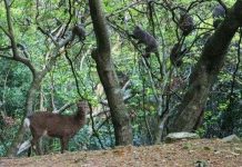 Động vật cũng biết nghe lỏm Động vật cũng biết nghe lỏm