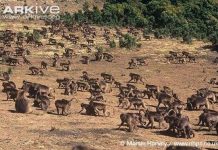 Khỉ chó cũng biết tự tránh thai