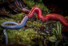 Quái vật đỉa đỏ nuốt chửng giun lớn trong chớp mắt