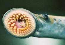 Phát hiện bằng chứng vi khuẩn “ma cà rồng” gần 1 tỉ năm tuổi Phát hiện bằng chứng vi khuẩn "ma cà rồng" gần 1 tỉ năm tuổi