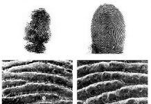 Kỳ lạ loài động vật có dấu vân tay giống con người