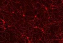 Thị lực hoàn hảo nhưng lại mù sáng