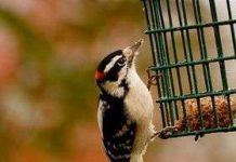 Mắt phải của chim nhìn thấu từ trường Trái Đất