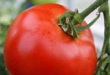 Tạo vắc-xin viêm gan B "ăn được" từ trái cà chua