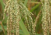 Lai tạo thành công giống lúa "lặn" dưới nước