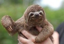 Những đặc điểm tiến hóa thừa thãi nhất trong thế giới sinh vật