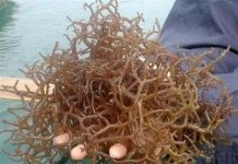 Việt Nam sản xuất thành công thực phẩm từ rong sụn