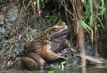 Loài ếch mang vuốt sắc như người sói