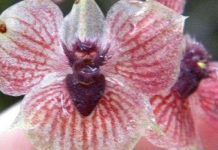 Hoa lan hình mặt quỷ quý hiếm ở Colombia Hoa lan hình mặt quỷ quý hiếm ở Colombia