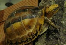 Nhiều cá thể rùa quý hiếm của Việt Nam xuất hiện tại các chợ Trung Quốc