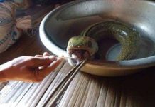 Bắt được cá “đầu rắn, lưỡi lợn” Bắt được cá "đầu rắn, lưỡi lợn"